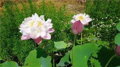 娱乐吃瓜君白莲花,娱乐吃瓜君的甜蜜诱惑